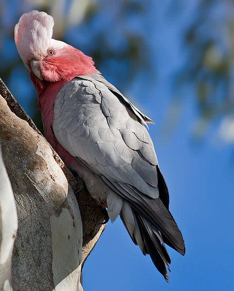 JJ Harrison http://commons.wikimedia.org/wiki/File:Female_Galah_Outside_Nest.jpg