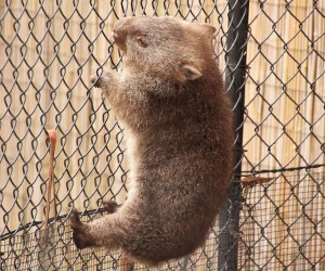 Creative Wombat - Common Wombat (Vombatus Ursinus) / https://www.flickr.com/photos/53368913@N05/6850727567/