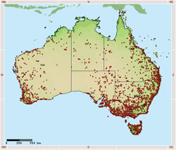 black swan distribution