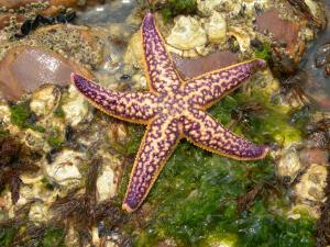 The Regina George of invasive starfish.