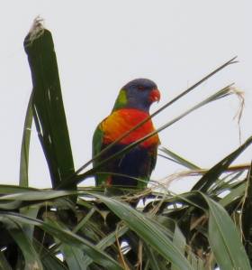 rainbow lorikeet sitting in a tree. image by michael.