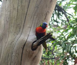 rainbow lorikeet by michael