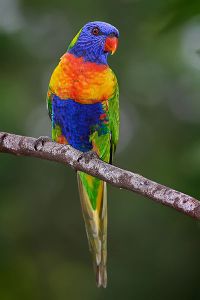 A brightly coloured lorikeet sitting on a branch