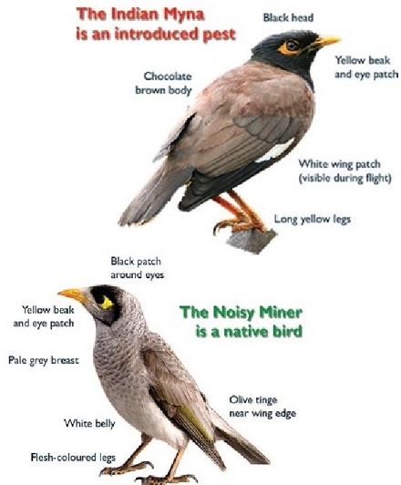The Indian Myna is an introduced pest: black head, yellow beak and eye patch, chocolate brown body, white wing patch (visible during flight), long yellow legs; The Noisy Minder is a native bird: black patch around eyes, yellow beak and eye patch, pale grey breast, white belly, flesh-coloured legs, olive tinge near wing edge.