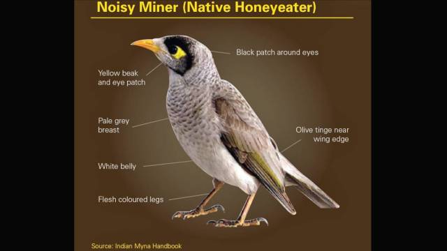 nativeminer
