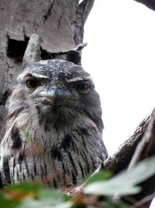 12837438_10154054294328760_639956077_o