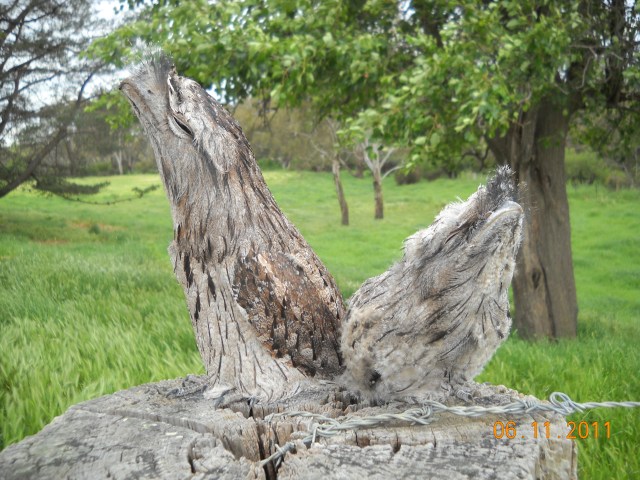 Tawny Frogmouth- mother and chick- Belvedere.jpg