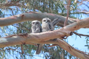 tawnyfrogmouth 014