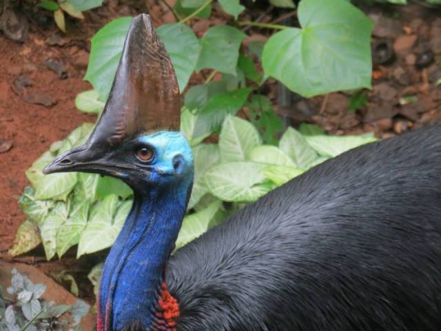 close up of a cassowary, a bird with a black body, blue neck and head, and massive fuck off head piece and beak